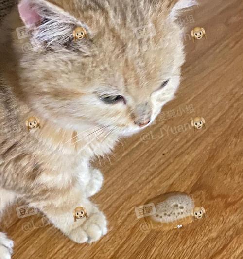 宠物猫肠呕吐处理方法详解（遇到小猫肠呕吐）