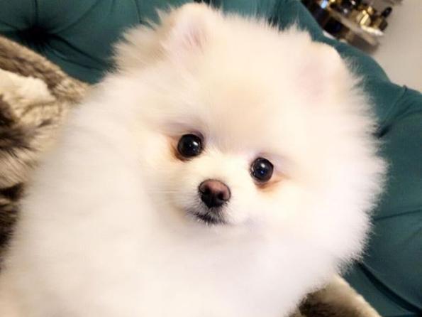 小猫吃东西吞咽困难，这可能是什么原因（探究小猫吞咽困难的原因及解决办法）