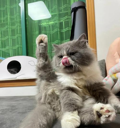 小猫拉稀问题的解决方案（以拜耳为例）