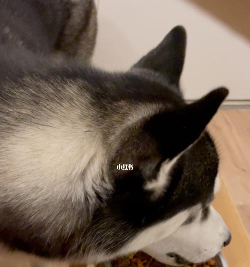 小猫吃泡软了的狗粮（探究小猫吃狗粮的后果及应对方法）