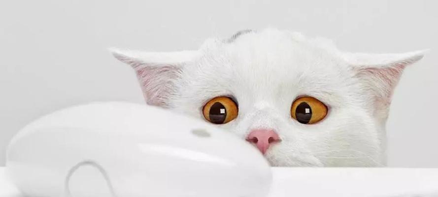 小猫吃打虫药的正确方式（宠物健康的关键在于正确使用打虫药）