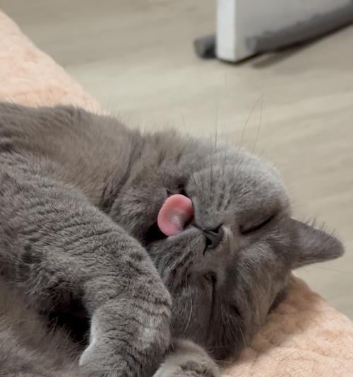 宠物小猫吃太撑怎么办（15个有效方法帮助小猫缓解胃部不适）