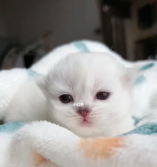 小猫吃完东西打嗝，宠物饮食健康的重要性
