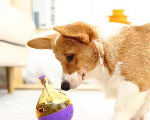 小猫不吃猫粮，偏偏爱吃幼犬狗粮（为何小猫偏偏要吃幼犬狗粮）
