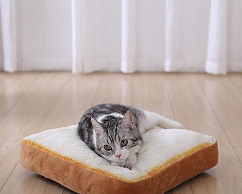 如何打开小猫宠物箱（一步步教你打开宠物箱）