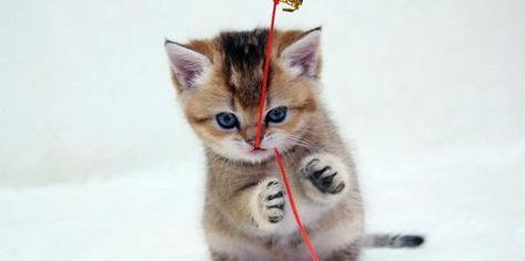 宠物小猫为什么会出气很重（探究小猫出气粗的原因及解决方法）