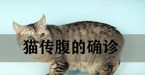小猫传染性腹膜炎的病因、症状及治疗方法剖析