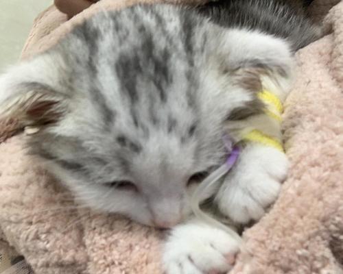 小猫打耳螨针后呕的原因和应对方法（宠物看病要注意的事项）