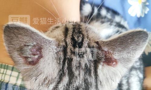 小猫打耳螨针后呕的原因和应对方法（宠物看病要注意的事项）
