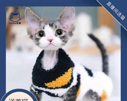 小猫打架会脱毛吗（宠物猫爱打架可能会脱毛）