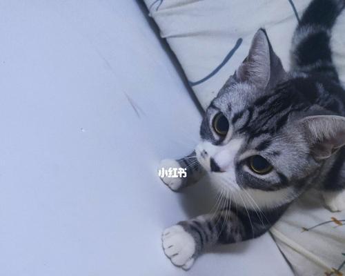 宠物小猫打针后精神不好的症状及处理方法（如何安抚小猫情绪）