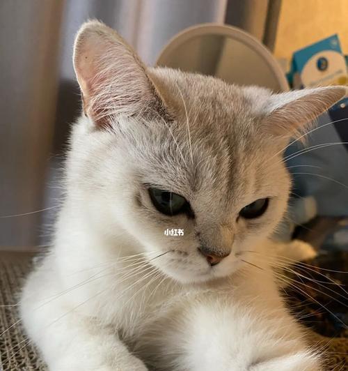 宠物小猫打针后精神不好的症状及处理方法（如何安抚小猫情绪）