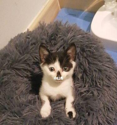 宠物猫疫苗与驱虫药正确使用指南（小猫打了疫苗多久驱虫药）