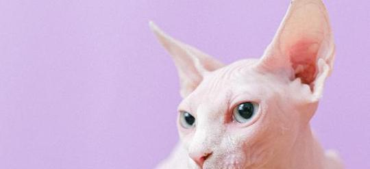 小猫打喷嚏，鼻子流血（宠物疾病告诉你如何应对）
