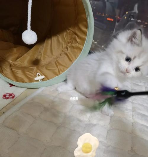 宠物小猫打疫苗前必须除虫（打疫苗前的必要措施和注意事项）