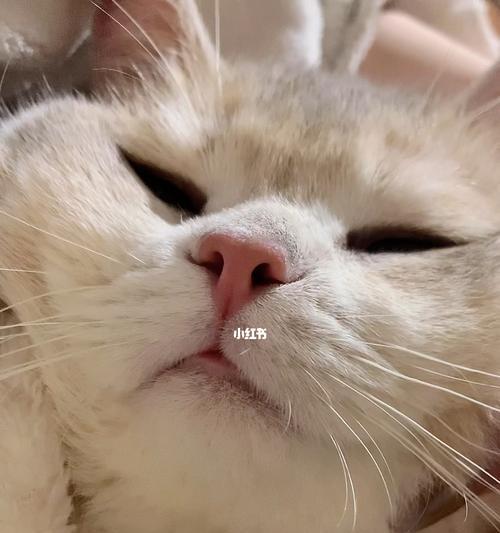 小猫打鼾的原因与治疗方法（揭秘宠物打鼾症状）