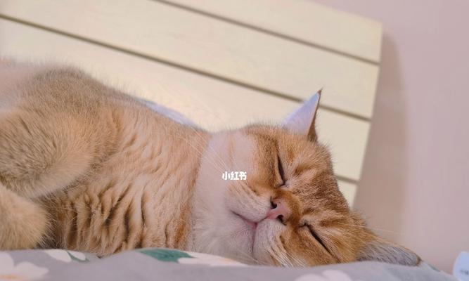 小猫打鼾的原因与治疗方法（揭秘宠物打鼾症状）