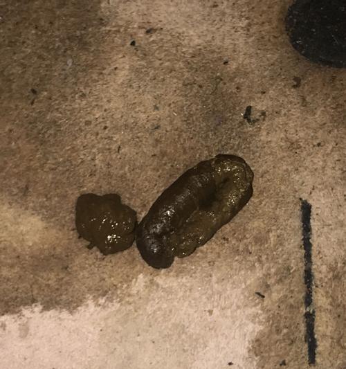 小猫大便带血丝，你需要知道的原因和处理方法（宠物健康问题解决方案）