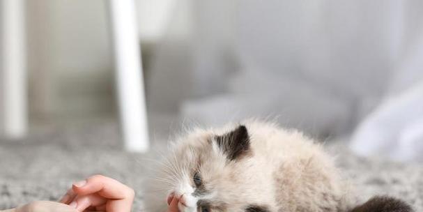 小猫到底需要打针吗（揭开宠物打针的真相）