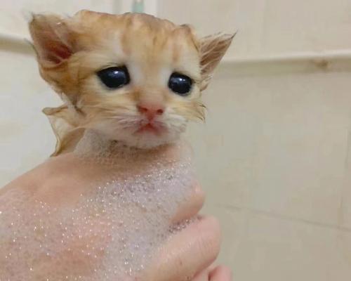 小猫到家后什么时候可以洗澡（宠物猫的日常护理及注意事项）
