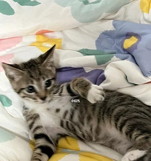小猫到家一直吐，怎么办（遇到宠物吐吐不休）