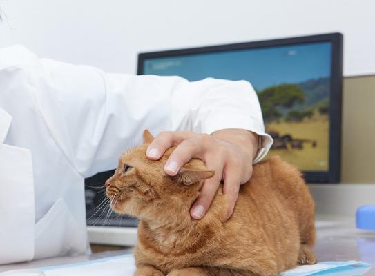 小猫肝炎的治疗方法（宠物肝炎的病因和预防措施）