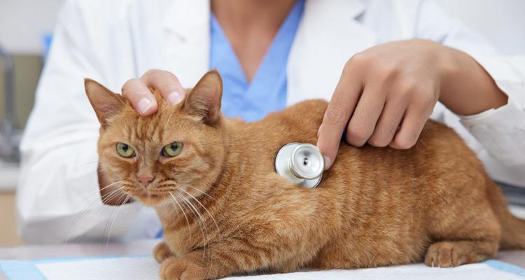 小猫肝炎的治疗方法（宠物肝炎的病因和预防措施）