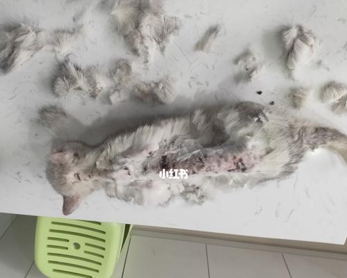 宠物小猫得了猫瘟，无法行走的原因及应对方法（小猫病倒）