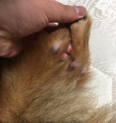 小猫感染螨虫，如何应对（宠物螨虫感染的危害及预防措施）