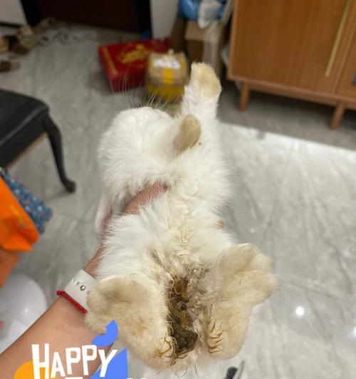 宠物小猫的便便黏在屁股上的解决方法（如何帮助宠物小猫摆脱便便黏在屁股上的尴尬情况）
