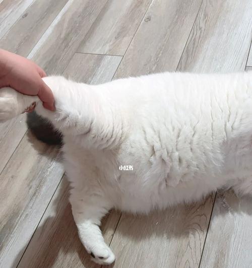 小猫肚子变大，原因和应对方法（宠物养护知识——小猫肚子变大的解决方案）