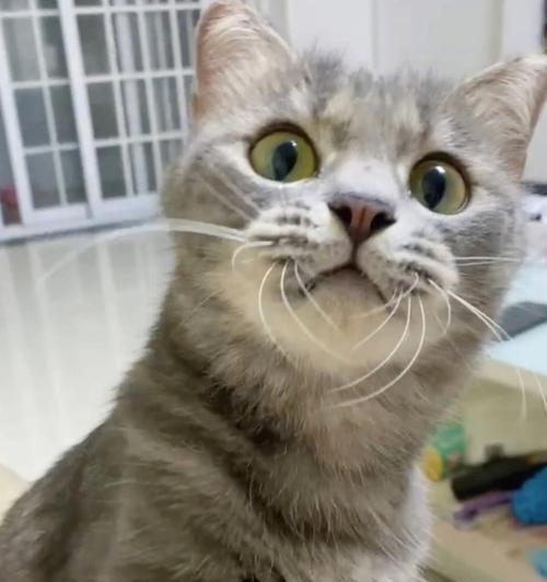 小猫胡子为什么会掉（揭开宠物胡须脱落的奥秘）