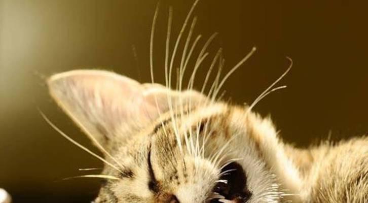 小猫胡子的神奇之处（揭秘小猫胡子的6个重要作用及科学原理）