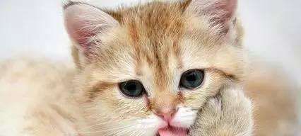 小猫的叫声究竟是什么样的（揭秘宠物猫咪的语言沟通方式）