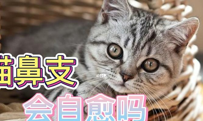 小猫鼻支炎的治疗方法（宠物主人必读）