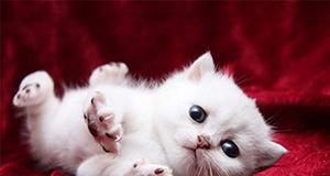 小猫名字的重要性（如何给宠物取名）