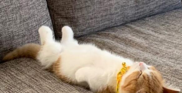 揭秘小猫年龄的隐藏之处（探究猫咪年龄与健康的关系）
