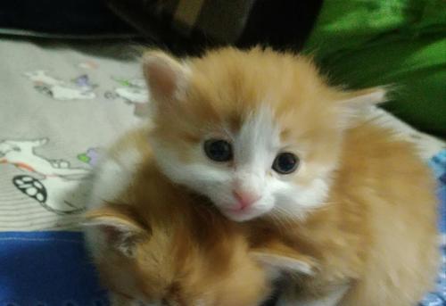 小猫的成长与满月庆典（以可爱外貌成就幸福人生）