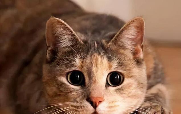 《小猫的可爱之处》（探究小猫的外形特点及其魅力）
