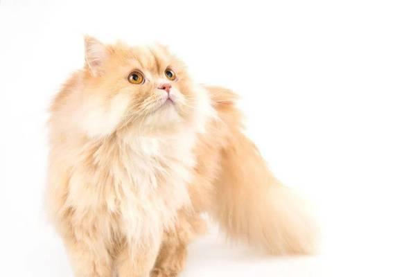 探索小猫的世界，了解它们的品种和特征（探索小猫的世界）