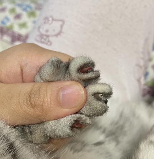 小猫的爪子太尖怎么办（宠物的护理技巧和注意事项）