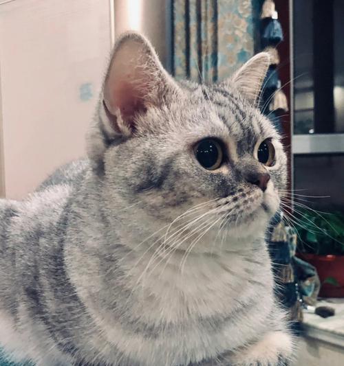 小猫滴了福来恩，我的宠物变得更健康了（用福来恩打造健康快乐的宠物生活）