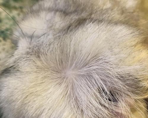 宠物小猫为什么会掉毛掉皮屑（探究小猫毛发生长与保养的秘密）