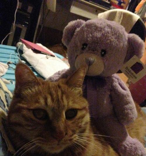 小猫丢了老猫会找吗（宠物间的羁绊与相互依赖）