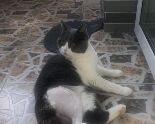 小猫排便周期有多长（掌握宠物排便周期）