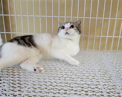 小猫大小便习惯养成（宠物猫如何让主人安心）