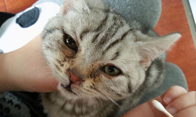 小猫洗耳全攻略（宠物护理必备）