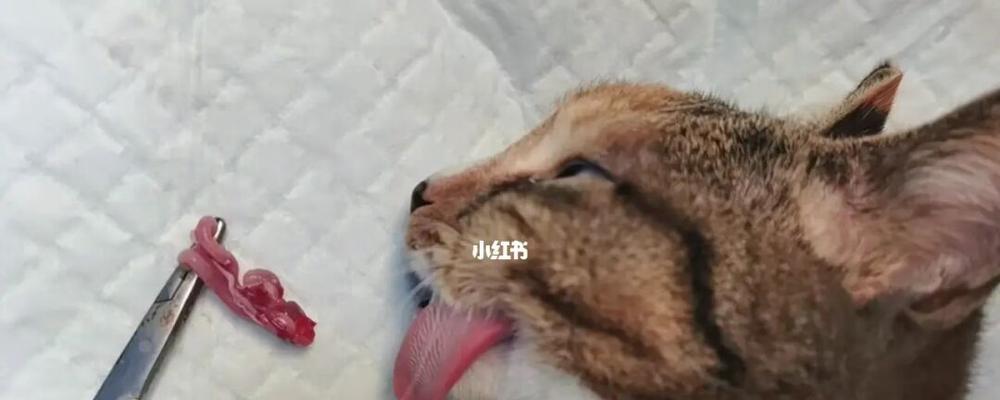 绝育对宠物小猫的重要性（从哪个年龄开始做绝育才最合适）