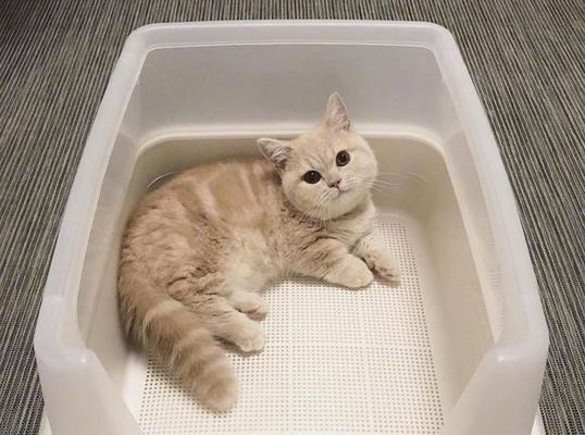 小猫躲起来一个月，主人慢慢发现的惊险经历（一个月的寻找与担心）