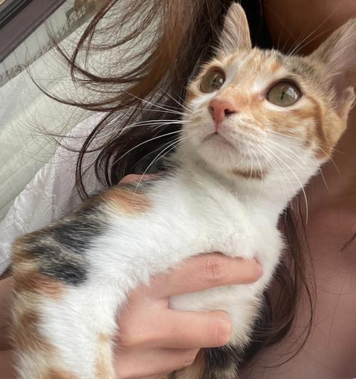 小猫躲起来一个月，主人慢慢发现的惊险经历（一个月的寻找与担心）